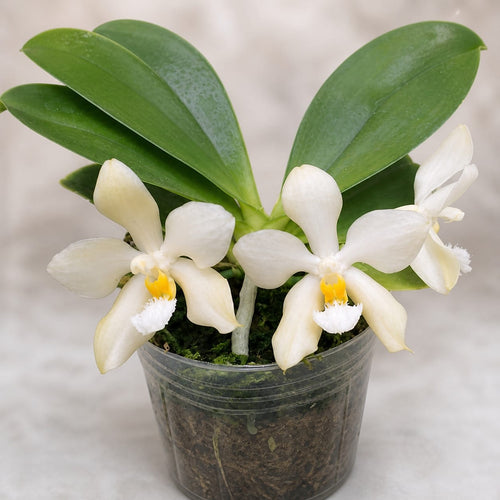 Phalaenopsis micholitzii