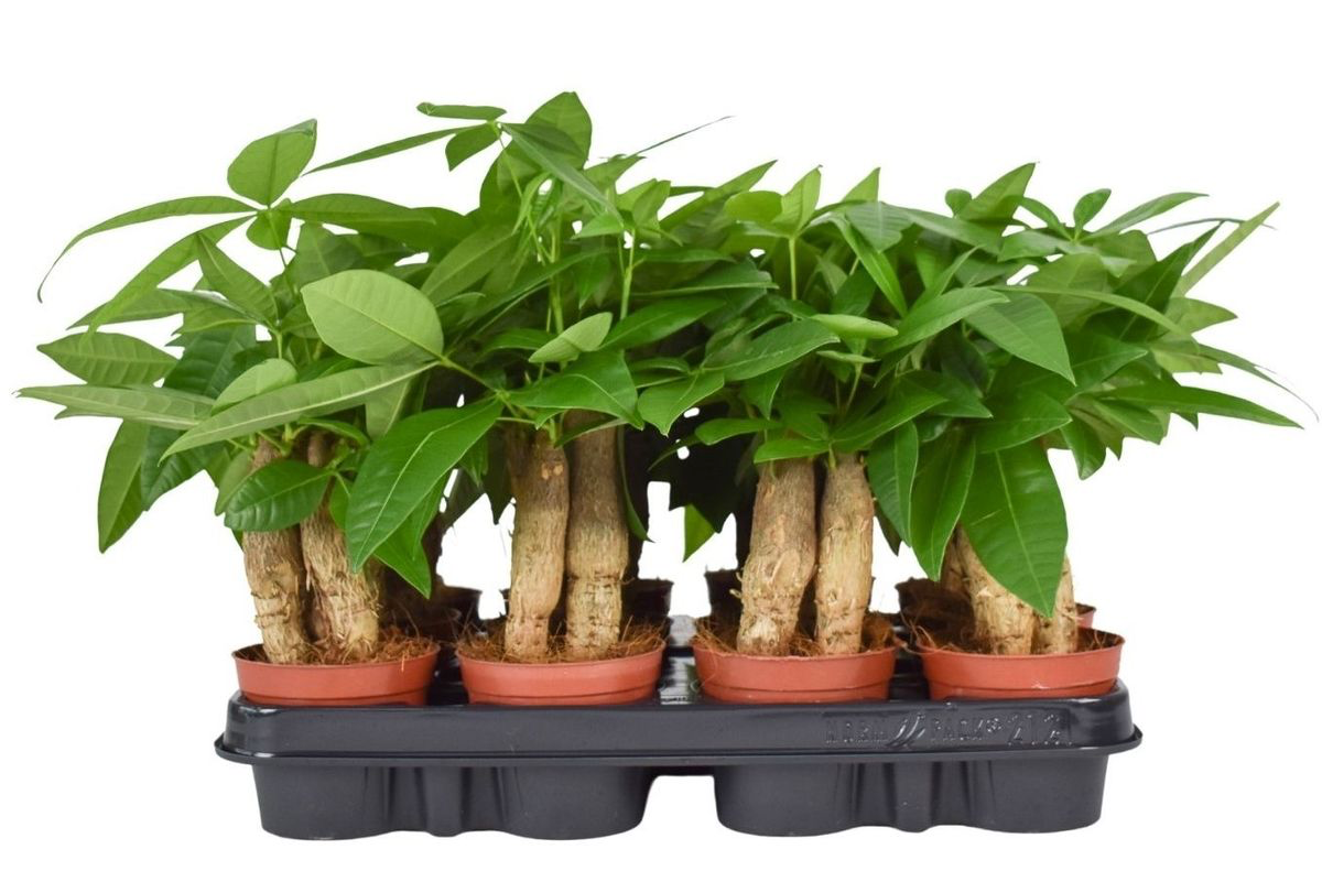 Pachira aquatica - Arborele Banilor 3pp