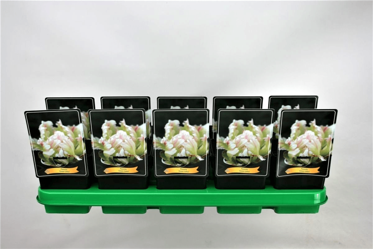 Bujori de gradina spectaculosi - Paeonia lactiflora 'Green Lotus'