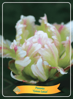Спектакуларни градински божури - Paeonia lactiflora 'Green Lotus'