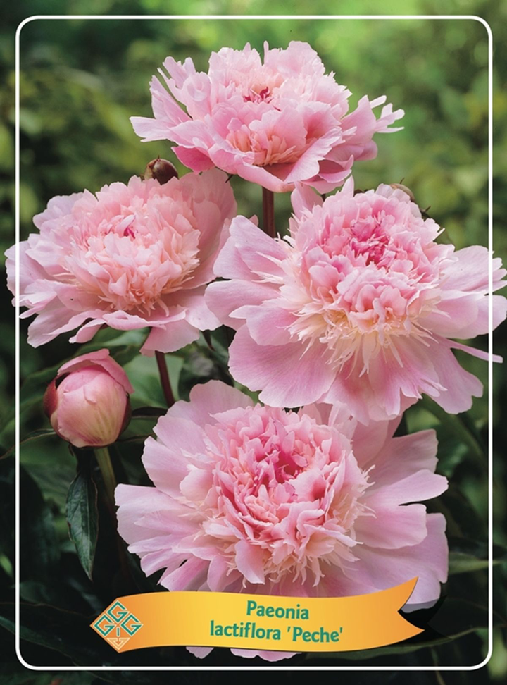 Paeonia lactiflora 'Peche'