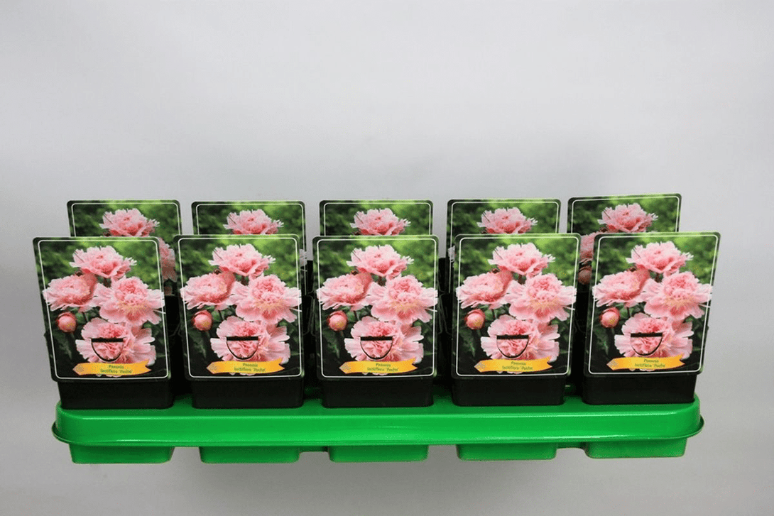 Paeonia lactiflora 'Peche'