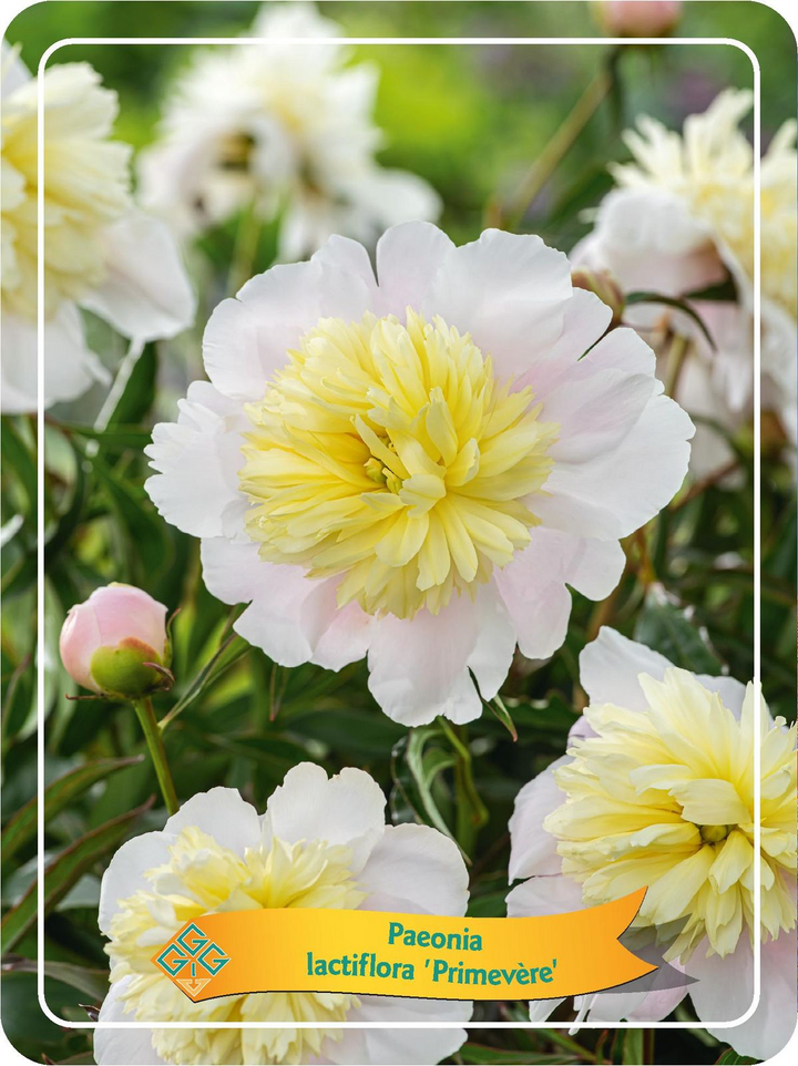 Paeonia lactiflora 'Primevere'