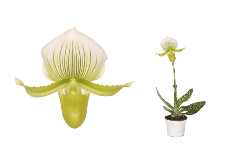 Paphiopedilum Maudiae Femma