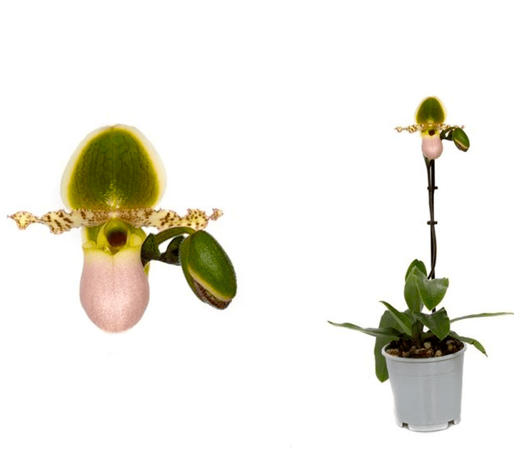 Paphiopedilum Pinocchio