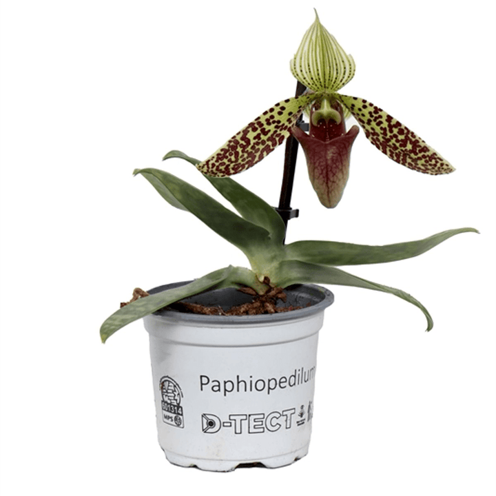 Paphiopedilum Sukhakulii