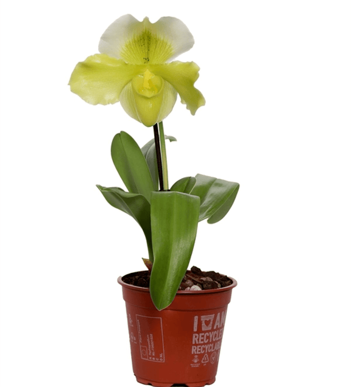 Paphiopedilum Magic Mountain-Honda Gold