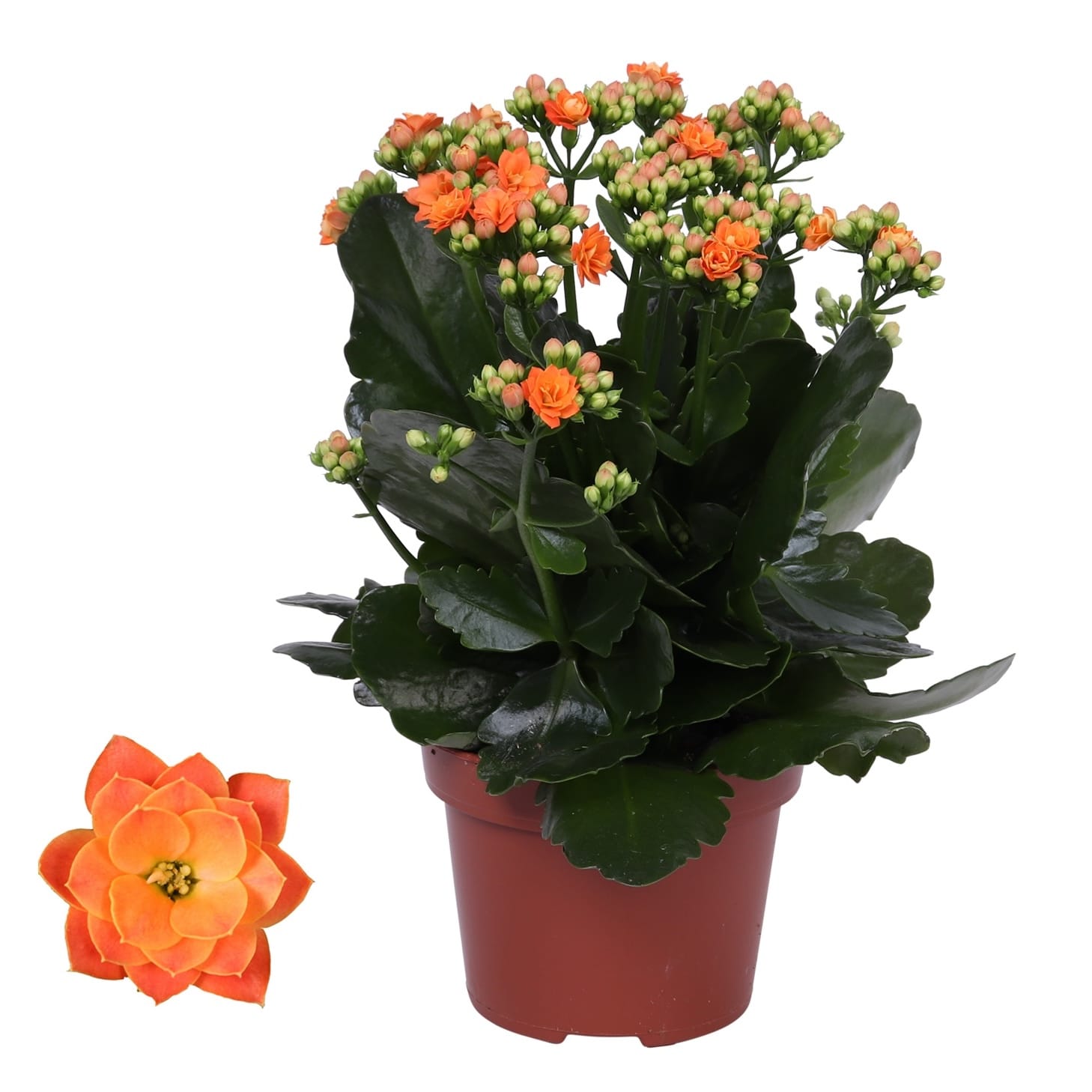 Kalanchoe blossfeldiana - mix de culori