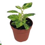 Pedilanthus tithymaloides ‘Splish Splash’ - Devil’s Backbone