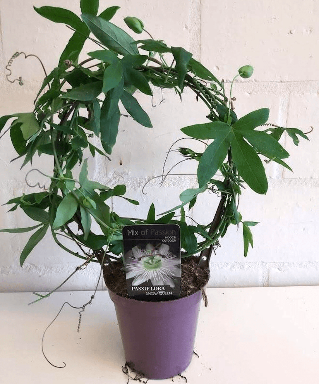 Passiflora caerulea 'Constance Elliott'