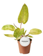 Philodendron „Painted Lady“ – panaschierter Philodendron mit bemalten Blättern