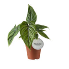 Philodendron Plowmanii