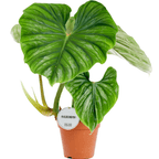 Philodendron Plowmanii