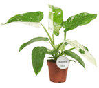 Philodendron Jose Buono (starke Variegation) - große Exemplare