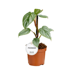 Philodendron sodiroi 