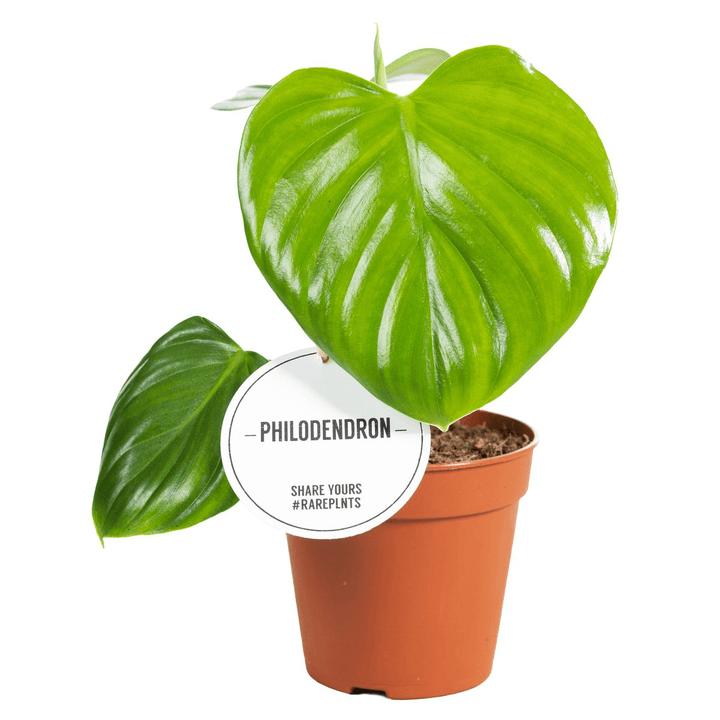 Philodendron pittieri