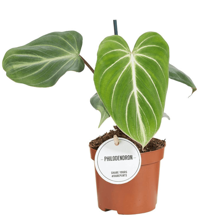 Philodendron gloriosum (Dark Form)