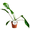 Philodendron joepii