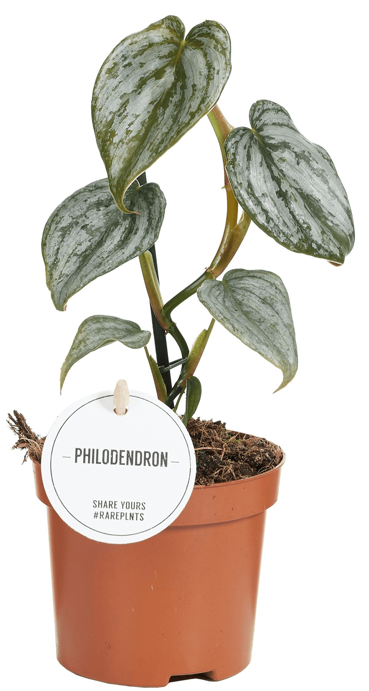 Philodendron brandtianum (Silver Leaf Philodendron)