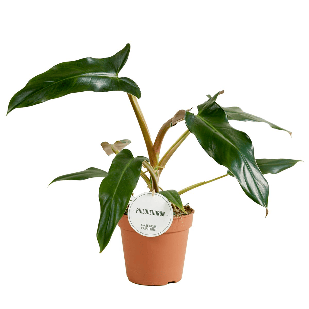 Philodendron mexicanum (Hollandia)