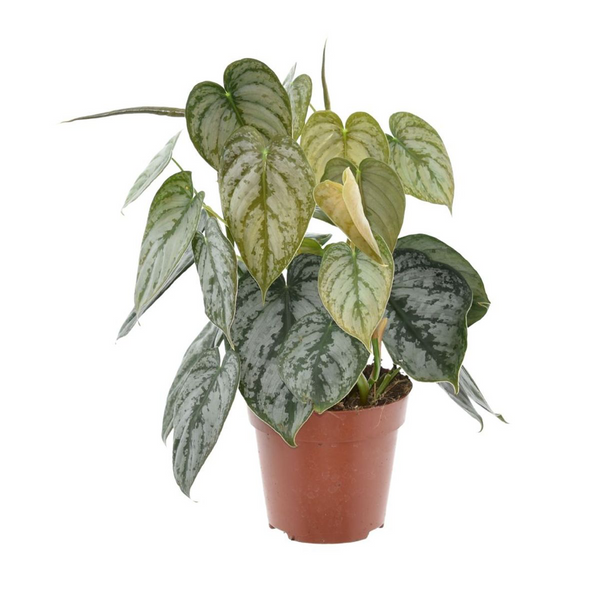 Philodendron brandtianum (Silver Leaf Philodendron) full pots
