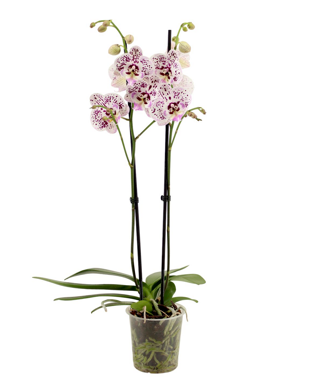 POWERS TO FLOWERS - ORCHIDEA PHALAENOPSIS EXTRA BIANCA!!! IN VASO