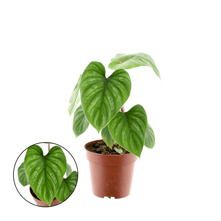 Philodendron mamei 