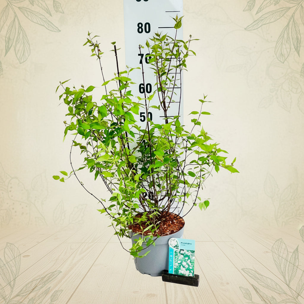 Jaśmin wonny - Philadelphus 'Lemoinei' (Pomarańcza fałszywa)