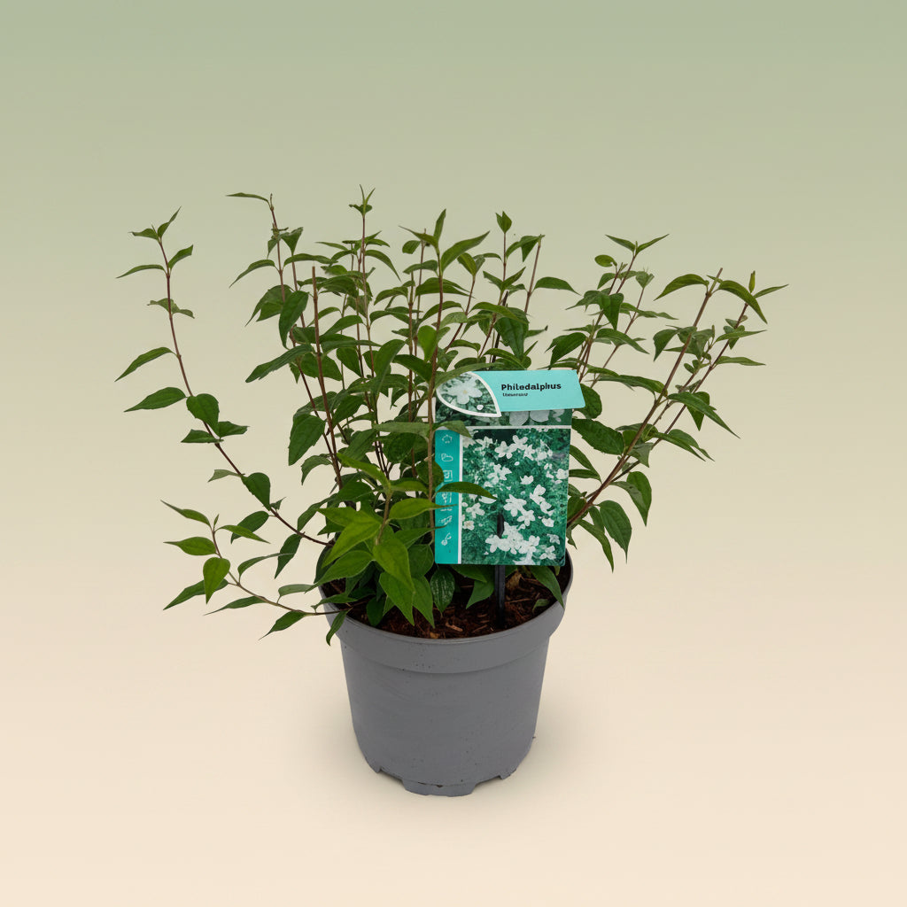 Jasmin parfumé, fleur double - Philadelphus 'Virginal' (Oranger du Mexique) - grands exemplaires !