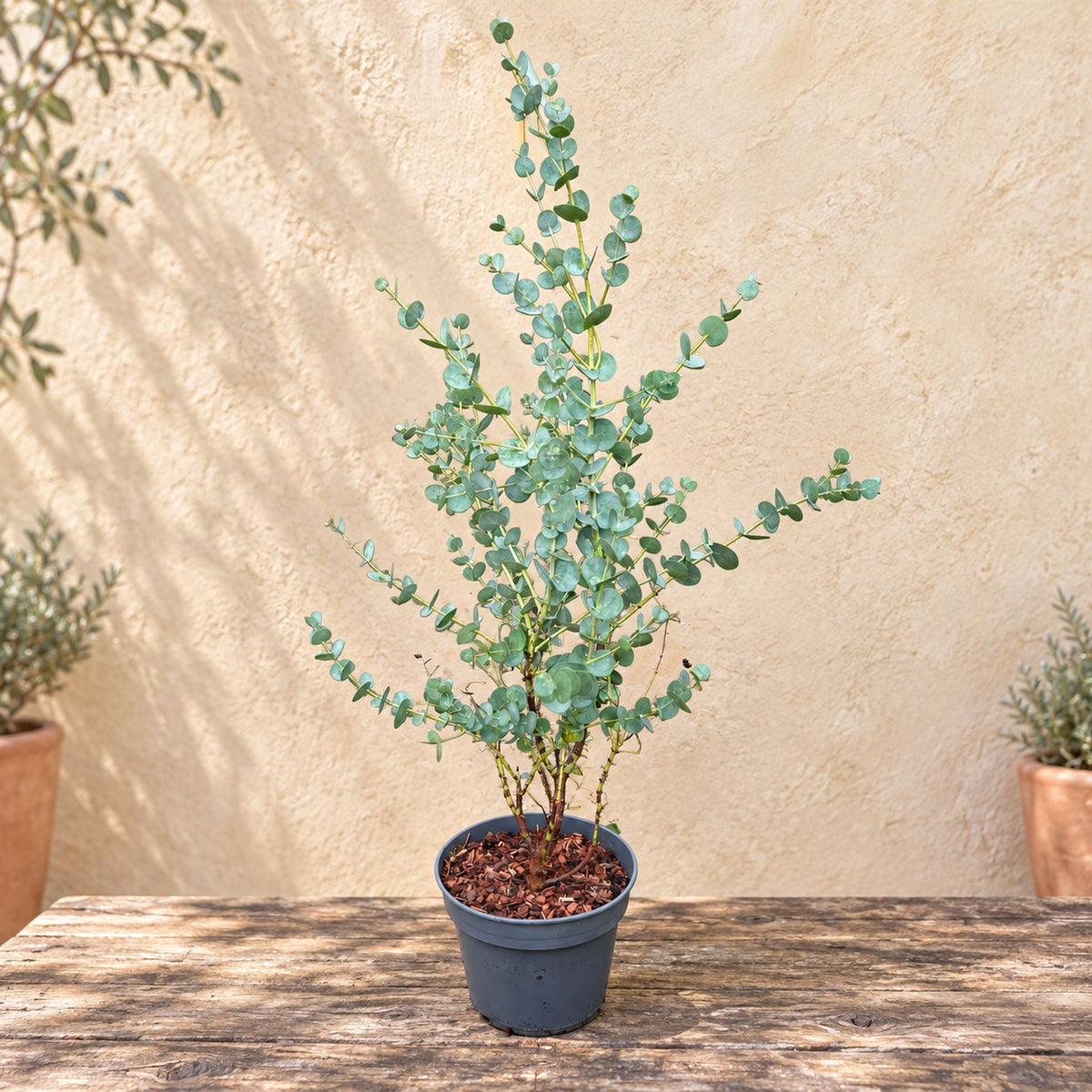 Eucalyptus urnigera (Urn Tree)