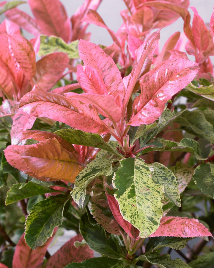 Photinia serratifolia 'Pink Crispy' 