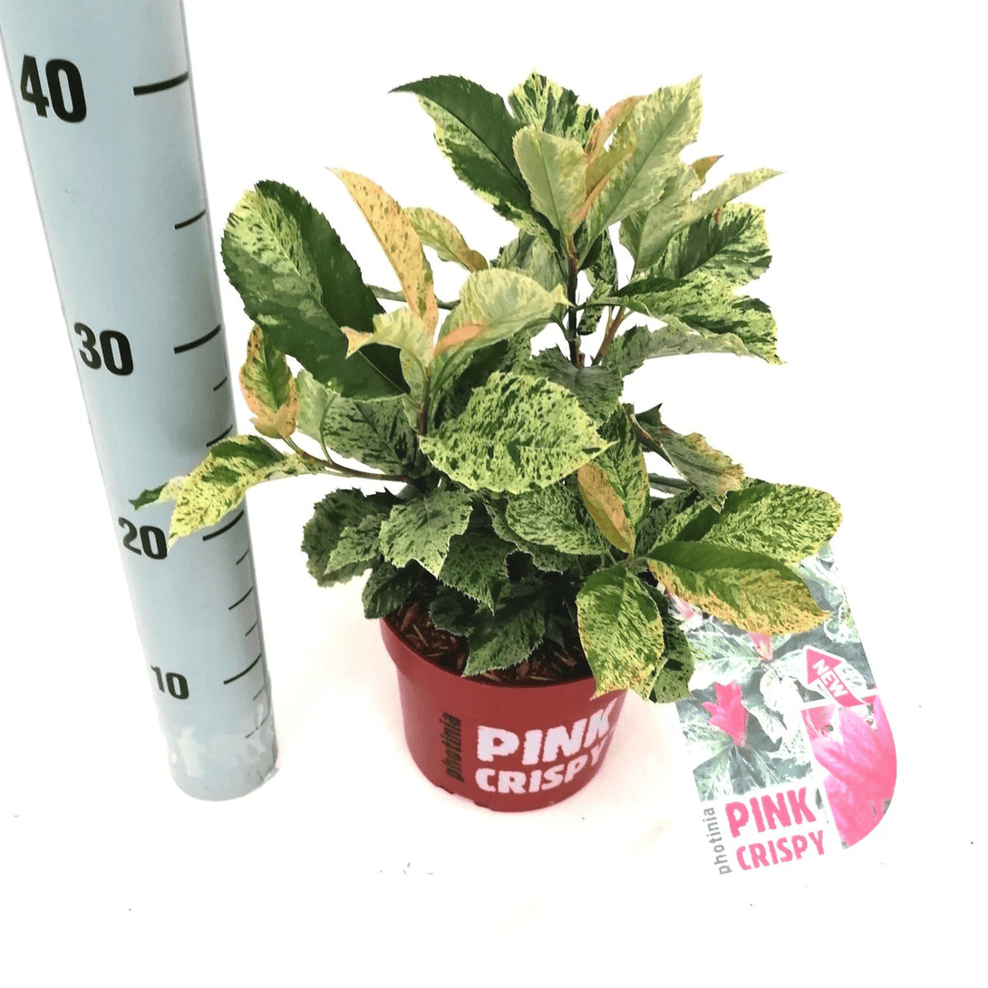 Photinia serratifolia 'Pink Crispy' 