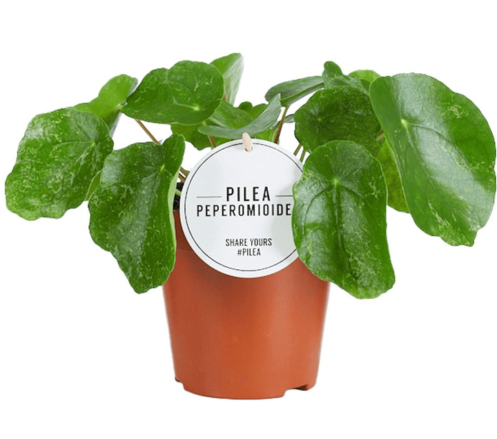 Pilea Peperomioides Sugar - frunze variegate