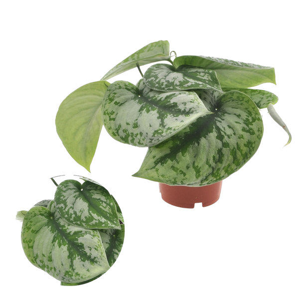 Scindapsus pictus 'Exotica' (Scindapsus Trebie) 3-4 plants/pot