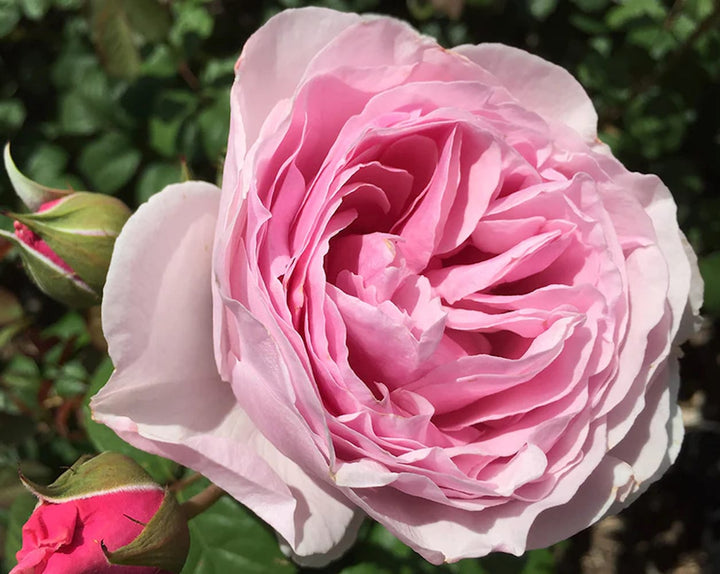 Rosa 'Princesse Claire of Belgium'