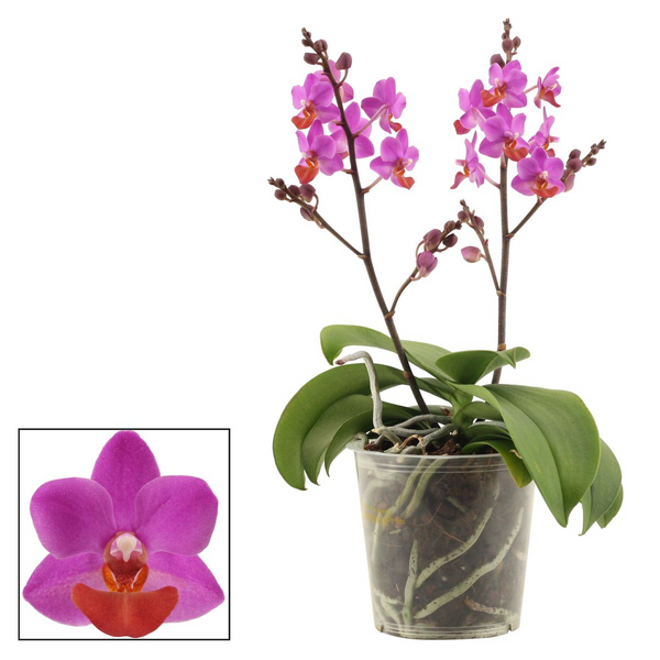Phalaenopsis Liu's Triprince 'Pink' parfumata (NL)