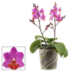 Phalaenopsis Liu's Triprince 'Pink' pachnący