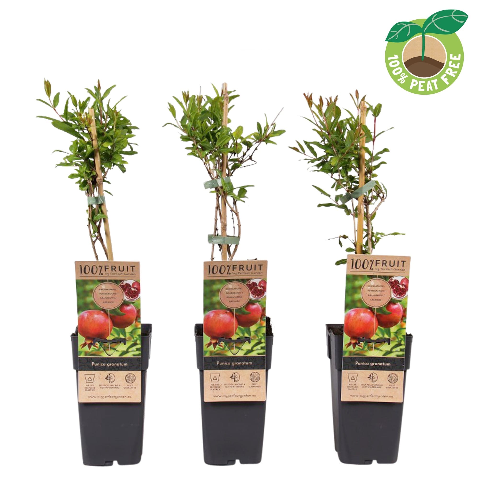 Rodiu - Punica granatum * fructe comestibile