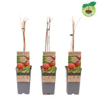 Rodiu - Punica granatum * jadalne owoce