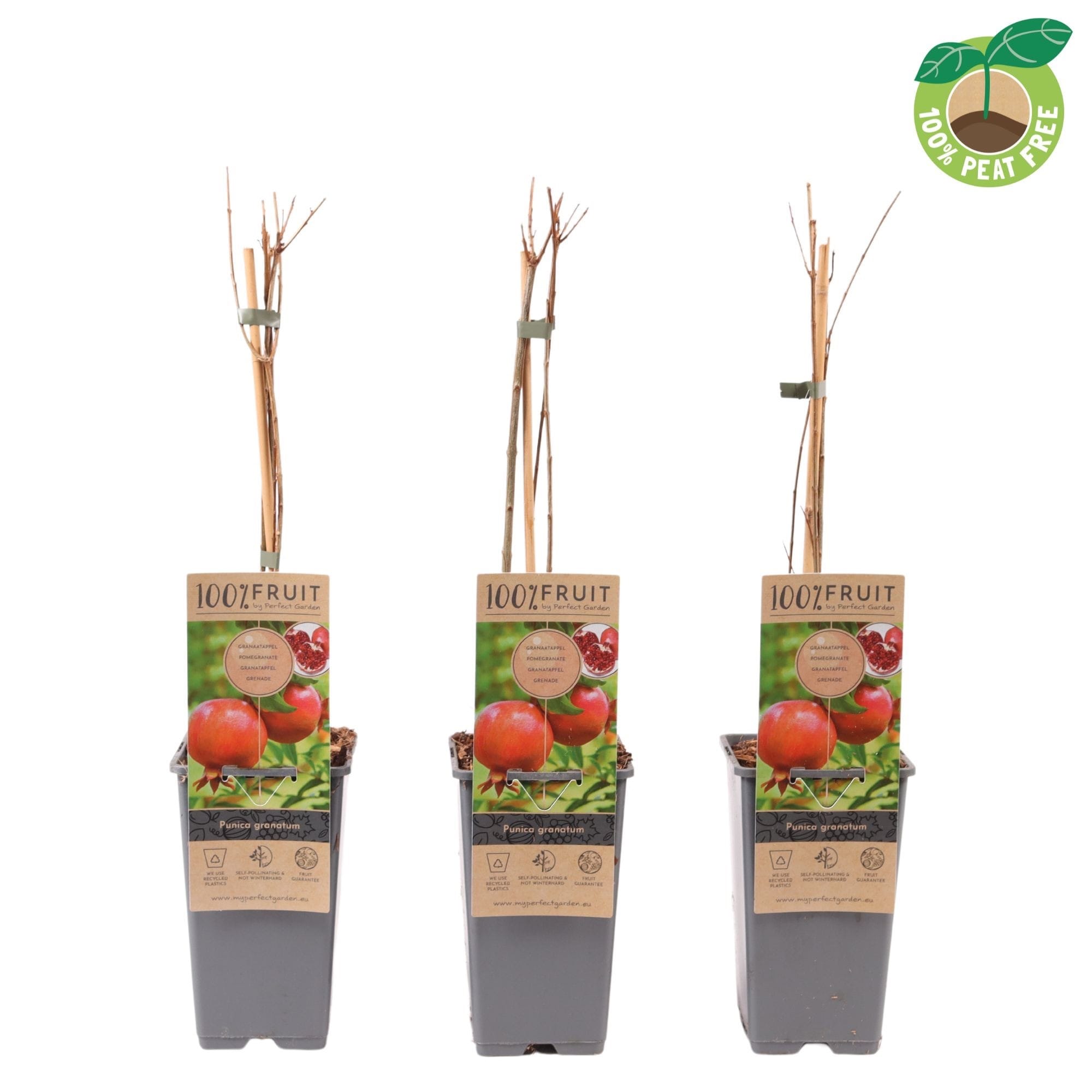 Rodiu - Punica granatum * fructe comestibile