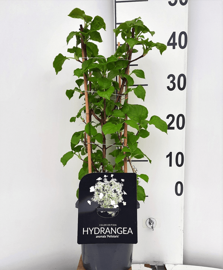 Hydrangea anomala ssp. petiolaris