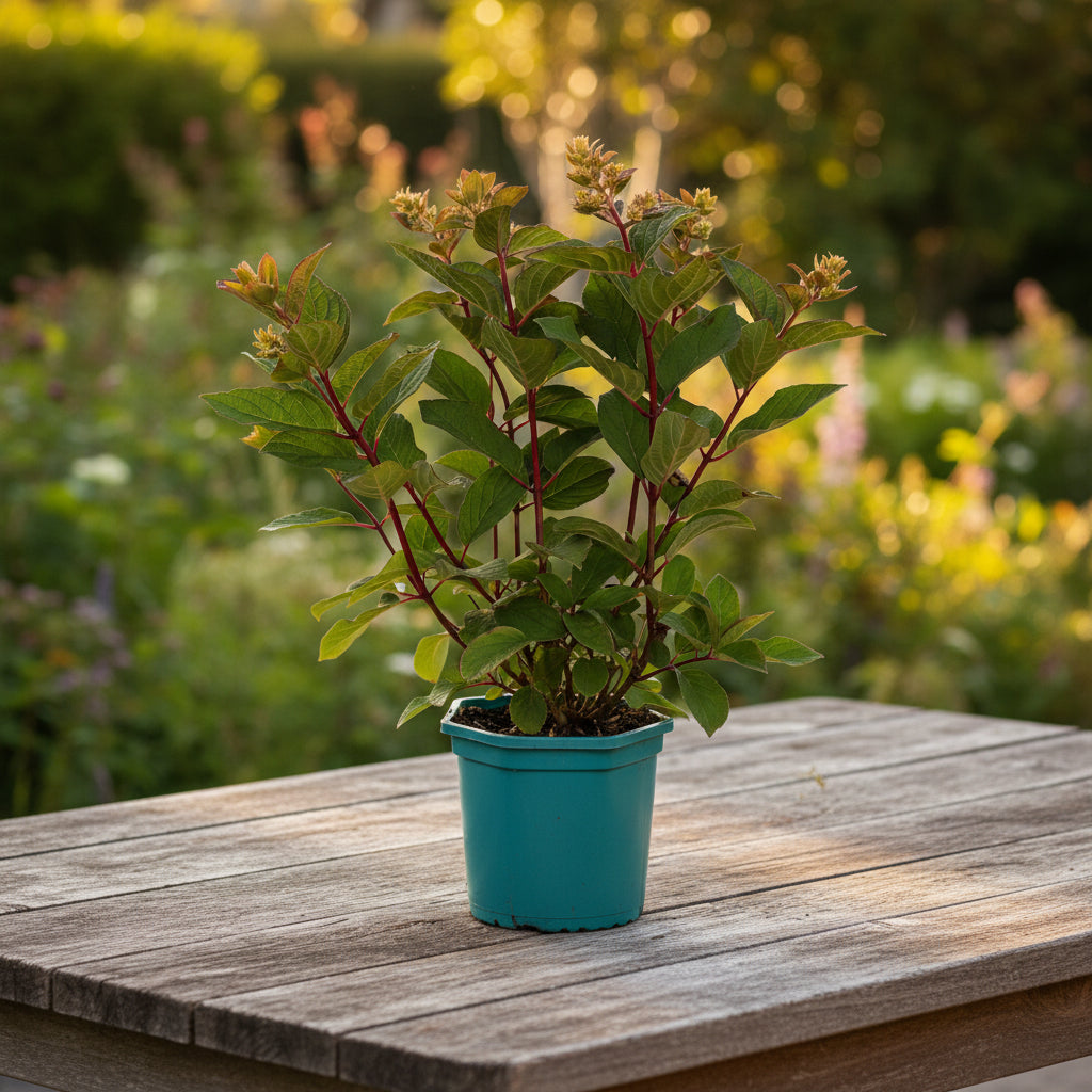 Hortensie arbustiva - Hydrangea paniculata 'Petite Lantern'®