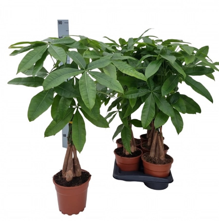 Pachira - Arborele Banilor H70 cm