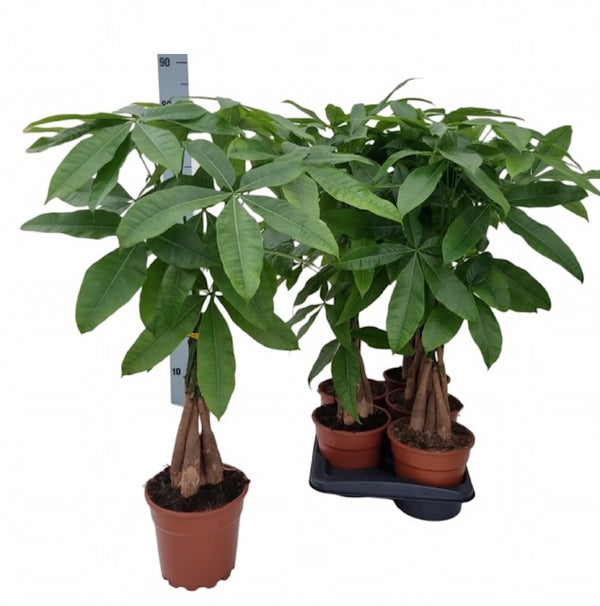 Pachira - Money Tree H70-80 cm