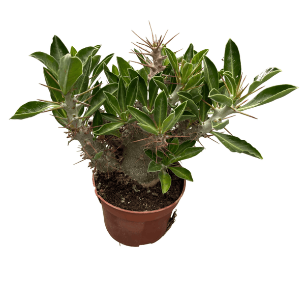 Pachypodium saundersii - exemplare cu caudex format!