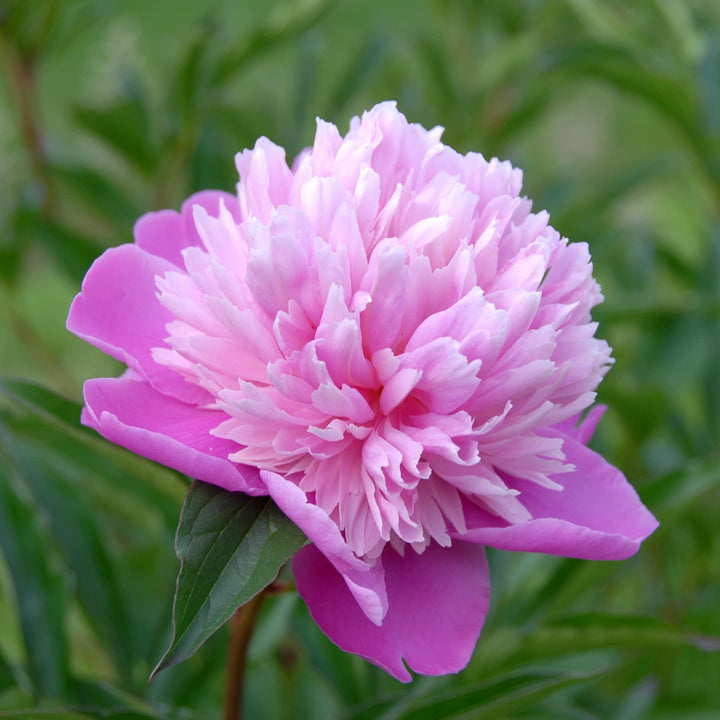 Paeonia lactflora 'Madame Furtado'