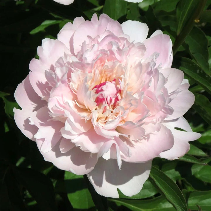 Paeonia lactiflora 'Peche'