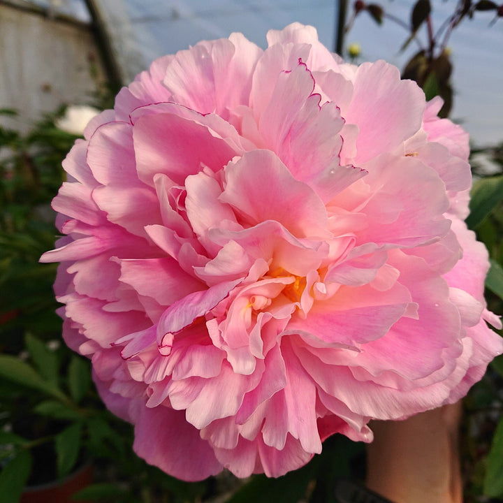 Paeonia lactiflora 'Catharina Fontijn'