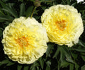 Paeonia itoh 'Bartzella' - bujor semi-arbustiv galben cu flori duble