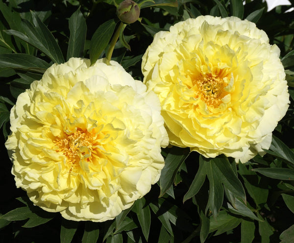 Paeonia itoh 'Bartzella' - gelbe Halbstrauch-Pfingstrose mit gefüllten Blüten